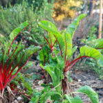 5whereyourfoodcomesfrom_featuresjulianne1-copy