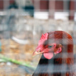 5whereyourfoodcomesfrom_featuresjulianne3