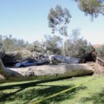 image-uploaded-from-ios-3