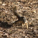 Humor_Squirrels_GabbyGonzalez4