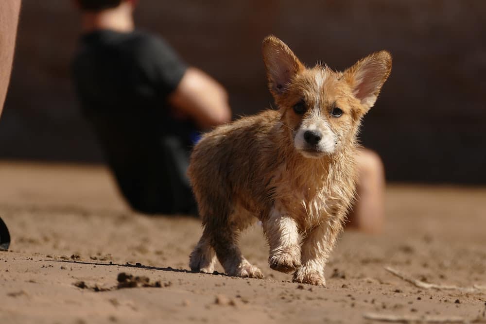 Corgi Beach Bengal Bus