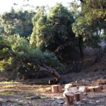 TreeRemoval_NEWS_SpruceBohen5