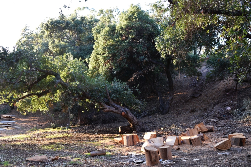 TreeRemoval_NEWS_SpruceBohen5