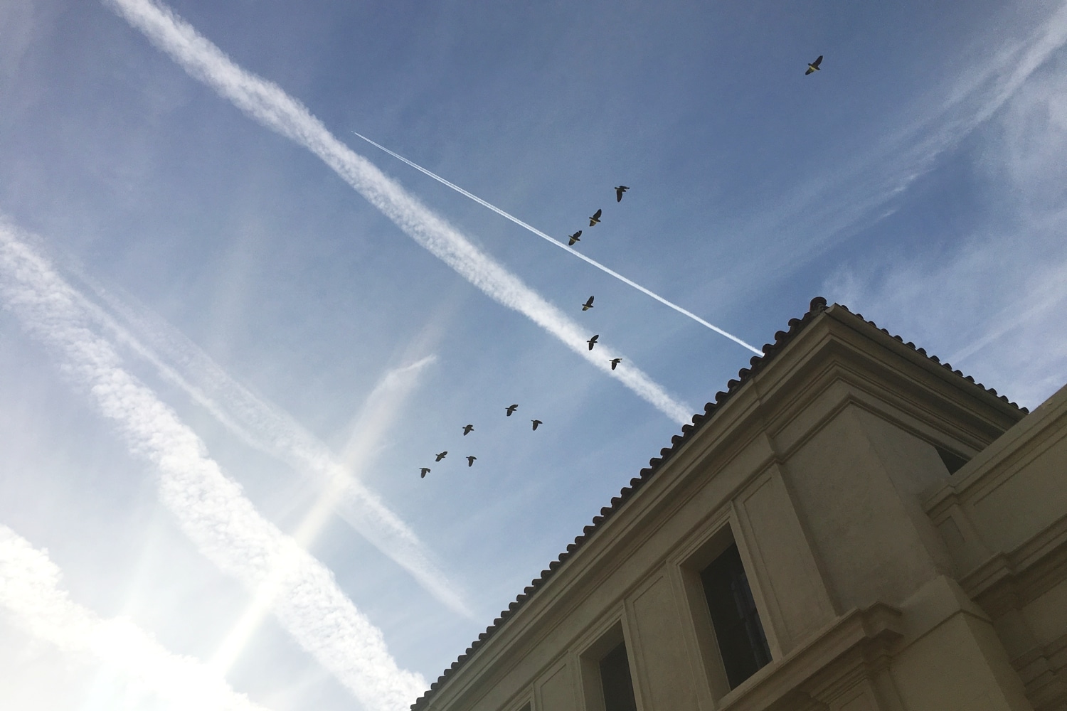 NEWS_Parrots_AudreyRudolph2