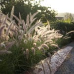 MEDIA_SpringPhotoEssay_MaggieSu1