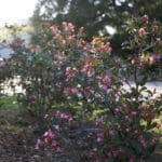 MEDIA_SpringPhotoEssay_MaggieSu2