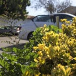 MEDIA_SpringPhotoEssay_MaggieSu4