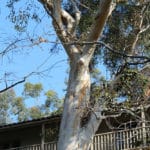 LocalWidlife_FEATURE_Bella11ONLINE