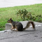 LocalWidlife_FEATURE_Bella15ONLINE