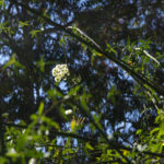 Blooms_MEDIA_NancyZhou-6