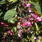 Blooms_MEDIA_NancyZhou-7