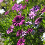 Blooms_MEDIA_NancyZhou-8