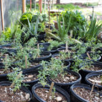 FeastSeeds_COMMUNITY_BellaFabiani-4