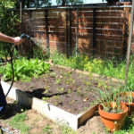 PlantSale_COMMUNITY_BellaFabiani-10