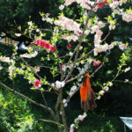 PlantSale_COMMUNITY_BellaFabiani-11