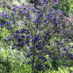 PlantSale_COMMUNITY_BellaFabiani-14
