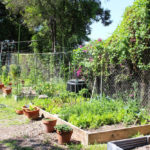 PlantSale_COMMUNITY_BellaFabiani-17