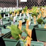 PlantSale_COMMUNITY_BellaFabiani-9