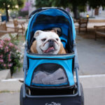 DogsOnCampus_MEDIA_Kathy14