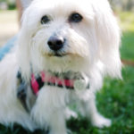 DogsOnCampus_MEDIA_Kathy4