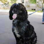 DogsOnCampus_MEDIA_Kathy7