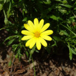 OxyFlowers_MEDIA_EmilyBartylla_1