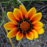 OxyFlowers_MEDIA_EmilyBartylla_11