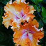 OxyFlowers_MEDIA_EmilyBartylla_14