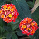 OxyFlowers_MEDIA_EmilyBartylla_15