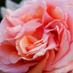 OxyFlowers_MEDIA_EmilyBartylla_2