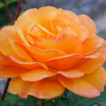 OxyFlowers_MEDIA_EmilyBartylla_3