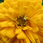 OxyFlowers_MEDIA_EmilyBartylla_4