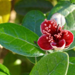 OxyFlowers_MEDIA_EmilyBartylla_5