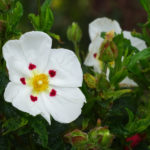 OxyFlowers_MEDIA_EmilyBartylla_8