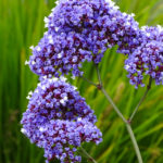 OxyFlowers_MEDIA_EmilyBartylla_9