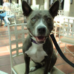 DogsOnCampus_PHOTOESSAY_IsabelLiebgold10