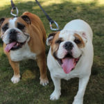 DogsOnCampus_PHOTOESSAY_IsabelLiebgold11