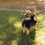 DogsOnCampus_PHOTOESSAY_IsabelLiebgold12