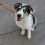 DogsOnCampus_PHOTOESSAY_IsabelLiebgold15