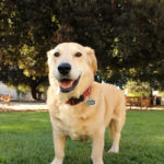 DogsOnCampus_PHOTOESSAY_IsabelLiebgold2