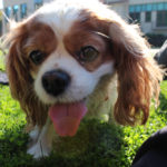 DogsOnCampus_PHOTOESSAY_IsabelLiebgold5