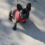 DogsOnCampus_PHOTOESSAY_IsabelLiebgold7