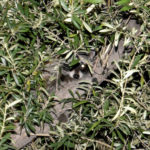 UrbanWildlife_COMM_SarahHofmann1