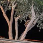 UrbanWildlife_COMM_SarahHofmann2
