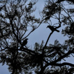 UrbanWildlife_COMM_SarahHofmann3