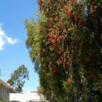 LetterFromCampus_Culture_Kathy4-min-min