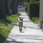 Coyotes_CommNews_DominicMassimino2