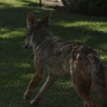 Coyotes_CommNews_DominicMassimino1