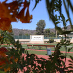 Copy of OCCA Report_SPORTS_Lucy Krause 10