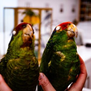 two parrots